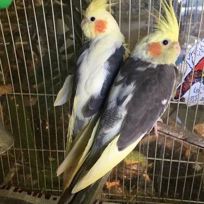 La Selva Pet Shop, business photo 3