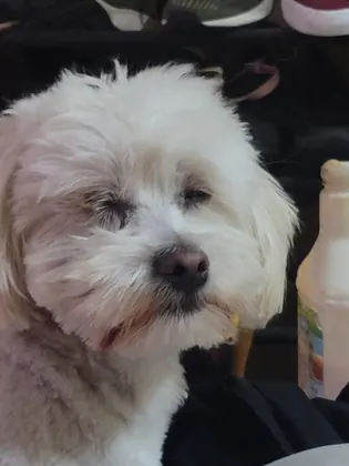Mi Mascota Pet Shop And Grooming, business photo 2