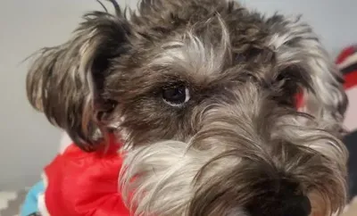 Mi Mascota Pet Shop And Grooming, business photo 1