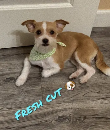 Peek-A-Dog Grooming, business photo 3